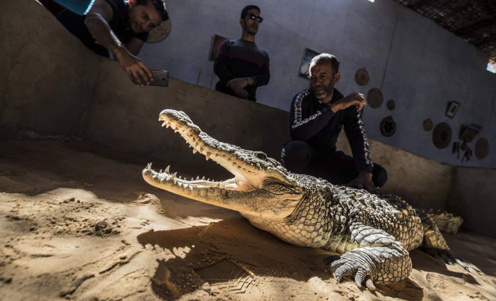 Mamdouh Hasan muestra a los visitantes uno de los cocodrilos que cría en su casa de Gharb Soheil.