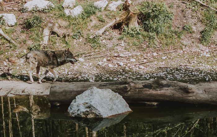 Los lobos cambian los ríos: no somos un árbol, somos un bosque