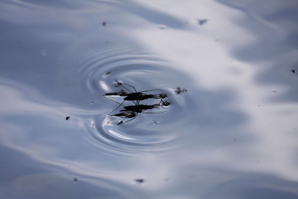 Dos zapateros copulan en un remanso de un río en Picos de Europa. Estos insectos acuáticos de la familia