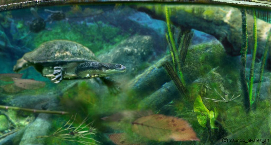 Descubren tortuga de agua dulce que habitó en Chile en la era de ...