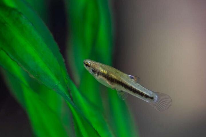 El nuevo estudio indica que la contaminación de aguas fluviales con un estrógeno presente en pastillas anticonceptivas tiende a hacer que nazcan más hembras que machos de pez de la especie Heterandria formosa. (Foto: Andrew Higley / UC Creative)