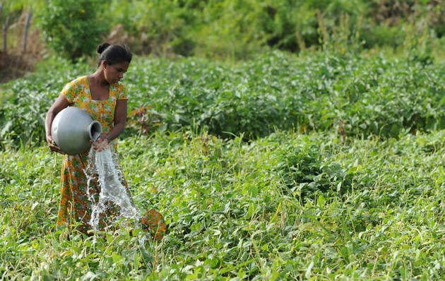 La agricultura es la actividad que consume la mayor parte del agua dulce, de riego y de lluvia, pero ese líquido escasea cada vez más, amenazando los propósitos de erradicar el hambre que padecen cientos de millones de personas. Foto: Ishara Kodikar…