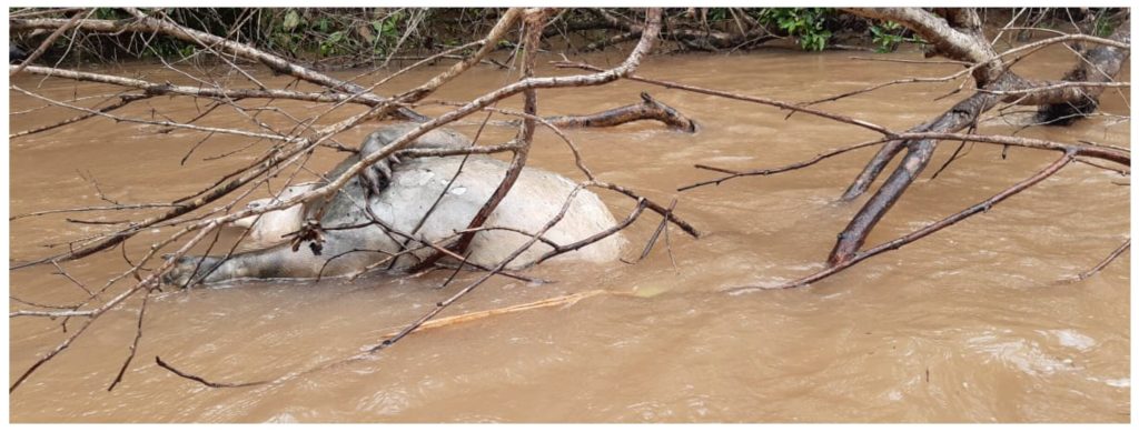 Por el derrame de petróleo murieron varios animales como dantas, boas, pecaríes y lagartos.&nbsp;Foto:&nbsp;Celso Moreta, Comunicación UDAPT.&nbsp;