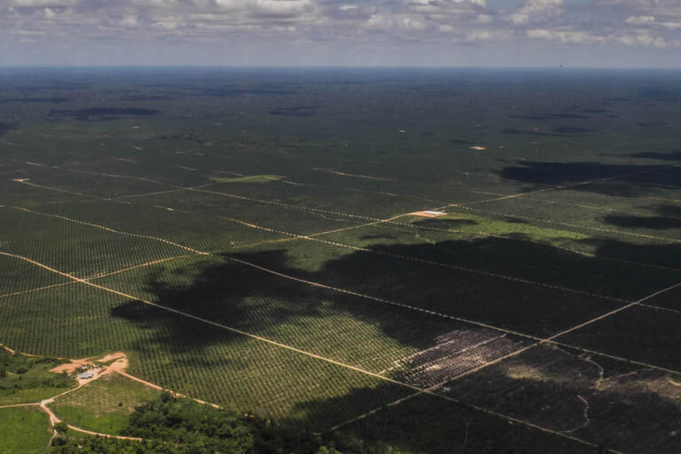 Imágenes de dron de cultivos de palma en Ucayali. Foto: Oxfam.