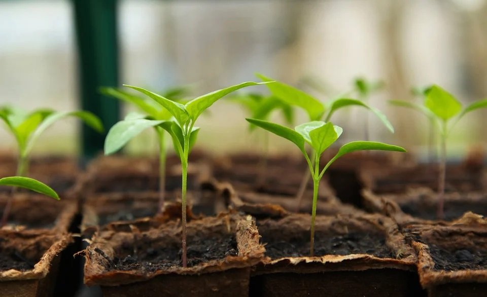 suelos-plantas-PIXABAY-BWQZgz.jpg