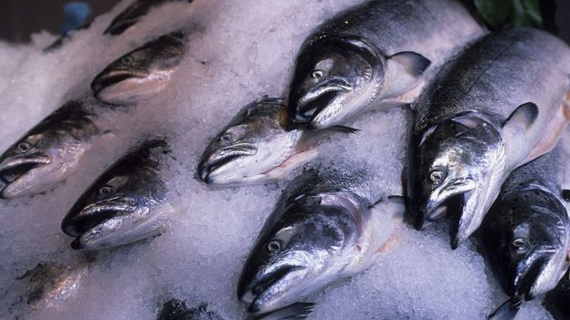 Salmones congelados
