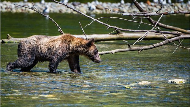 Un oso cazando salmón