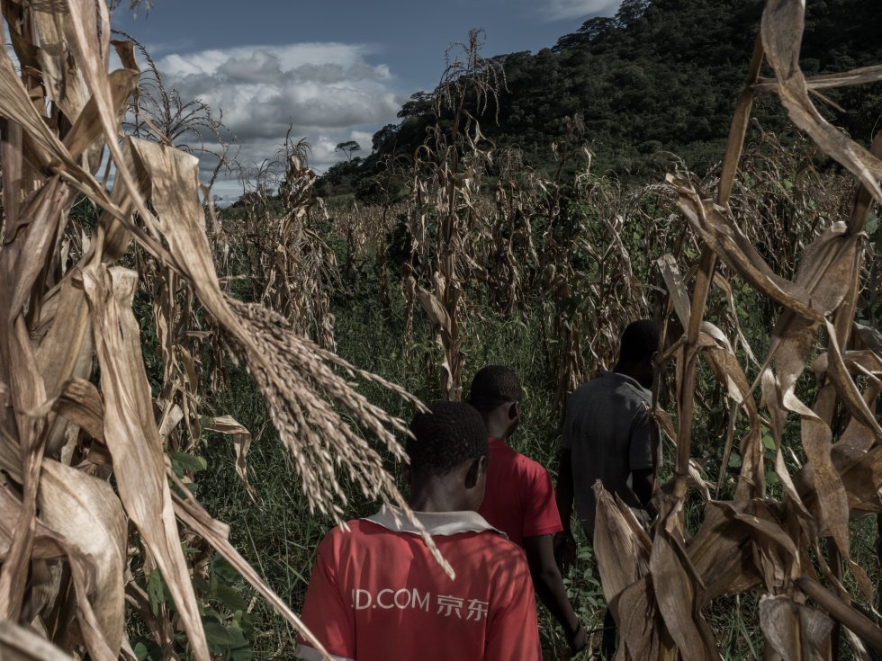 El agricultor Dino Alberto y dos chicos del pueblo se dirigen al campo de maíz de Dino en el pueblo de Chelecoa. Algunos agricultores de la vecina población de Txepa afirman que los representantes de las empresas con sede en Niassa que fueron a visi…