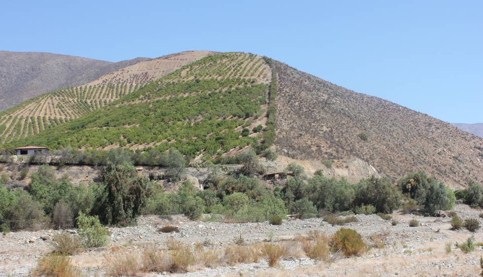 Las plantaciones de aguacate dedicadas a la exportación ocupan los cerros de Petorca y han secado el llano de la cuenca del rÃo.