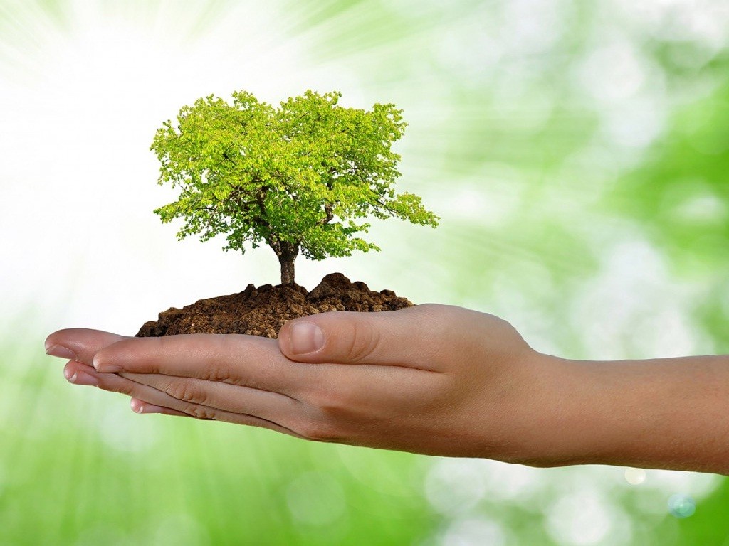 Resultado de imagen para Entre el Ecologismo y el Ambientalismo