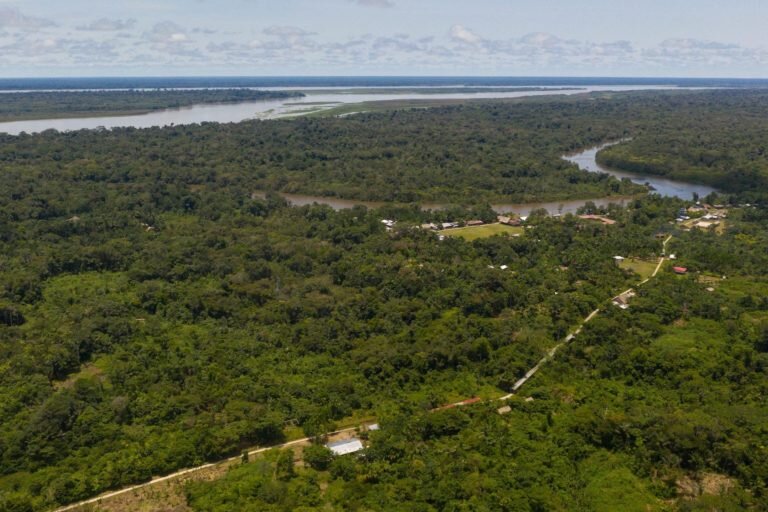 Los bosques de la Amazonía. Foto: Daniel Martinez.