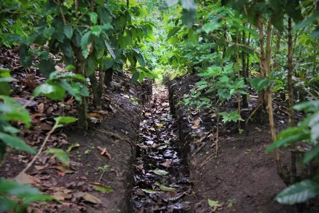 Zanjas como esta hacen parte de los 62 kilómetros de acequias ya construidas en los cafetales que rodean San Salvador, para absorber el agua de las lluvias y evitar las desastrosas inundaciones. Foto: CityAdapt