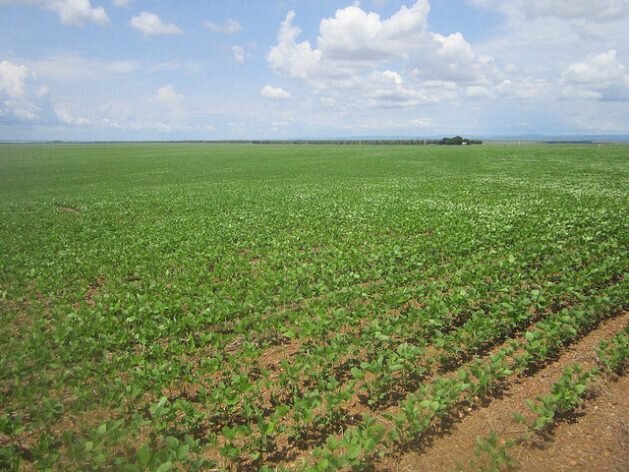 Una plantación de soja en Tocantins, un estado del norte de Brasil, un país que se apresta a ser el mayor productor mundial de la oleaginosa, un monocultivo para el que se han deforestado millones de hectáreas. La agricultura comercial, en especial …