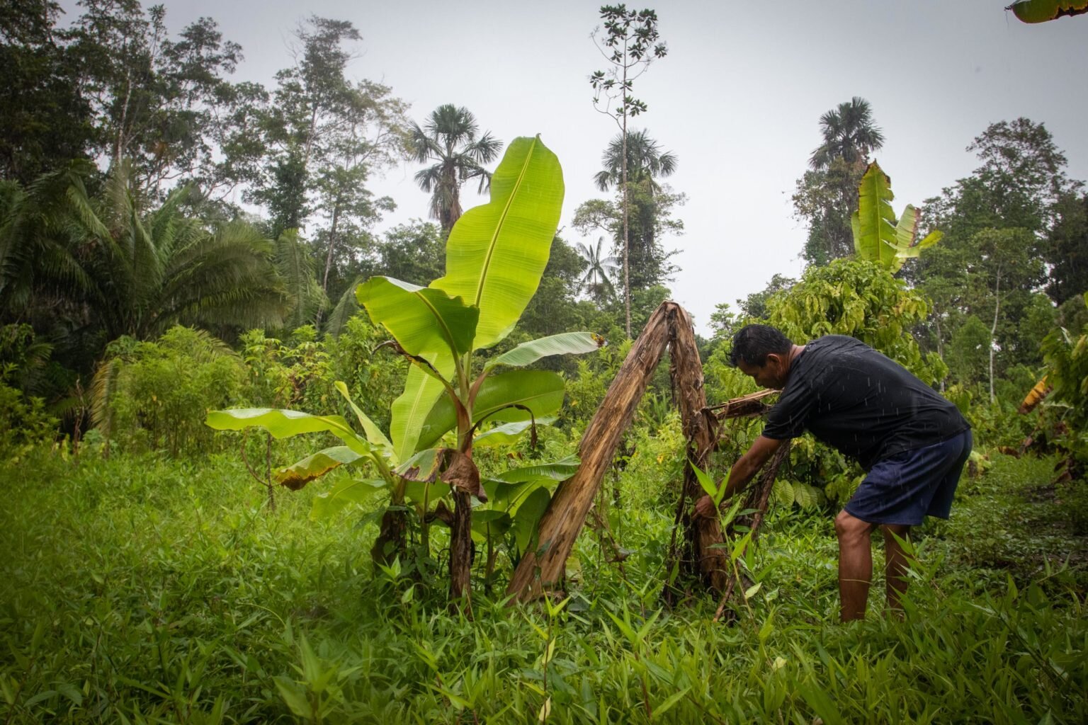 Los árboles de las comunidades afectadas por el derrame están secos producto de la contaminación. Fotografía de Ivan Castaneira/Agencia Tegantai.