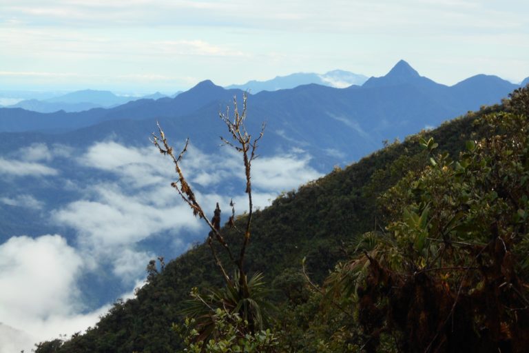 La creación del Parque Nacional Natural Munchique se oficializó en 1977 tras comprobar las altas biodiversidad y endemismo asociadas a su amplio rango altitudinal, que va de los 600 a los 3000 metros sobre el nivel del mar, y a su estratégica ubicación en el Chocó biogeográfico caucano. Foto: Claudia Acevedo / Parques Nacionales.