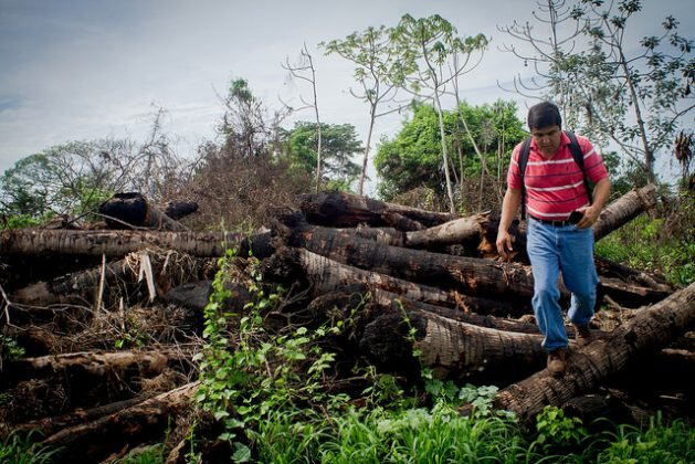 El juez Samuel Lizama, titular del Juzgado Ambiental de San Salvador, confirma durante una inspección la tala y quema de árboles para expandir el cultivo de caña en la cooperativa Santo Tomás, en El Chagüitón, parte del municipio de San Luis Talpa, …