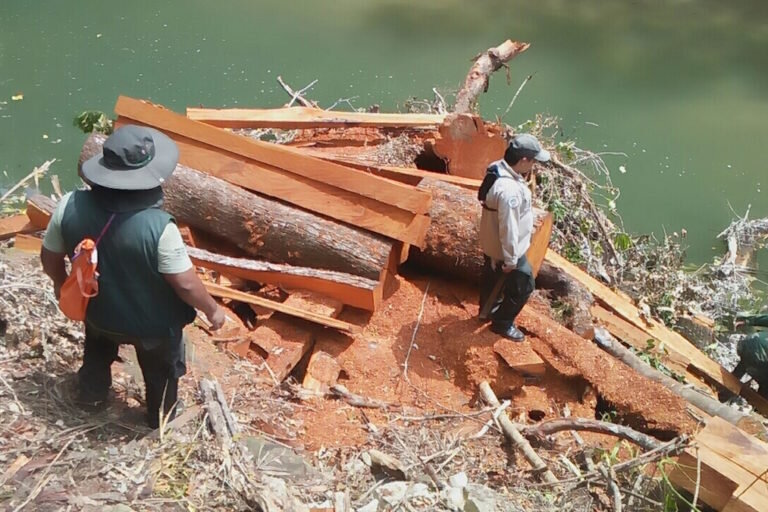 Las intervenciones de madera ilegal en el Amboró no son reciente, es un problema que viene de años atrás. Foto: archivo de El Deber.