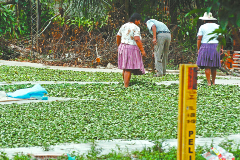 Existen 33 hectáreas de cultivos ilegales de hoja de coca dentro del área protegida del Tipnis. Foto: El Deber.