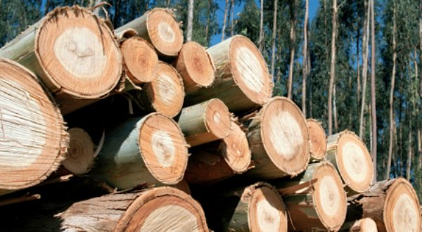 Resultado de imagen para funcion productiva del bosque