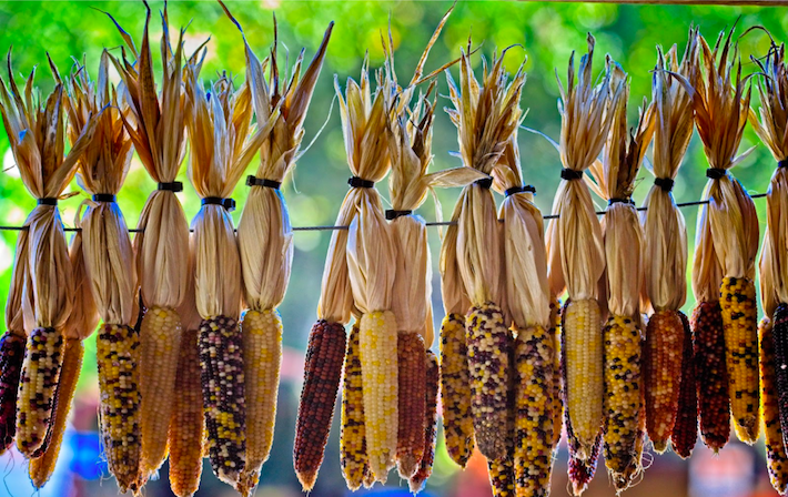 MaÃz nativo. Foto: CortesÃa de Alfred Schrock en Unsplash.