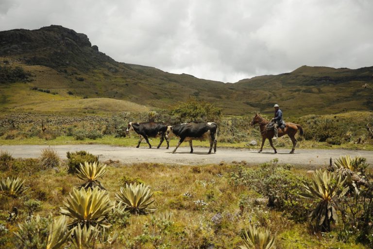 Muchos de los habitantes del Páramo de Pisba dependen de la pequeña ganaderÃa. Foto: Daniel Reina Romero-Semana Sostenible.