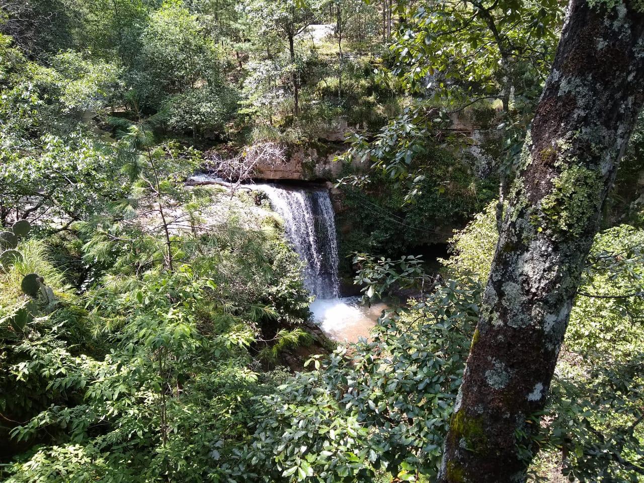 Bosques del noroeste de Durango, México