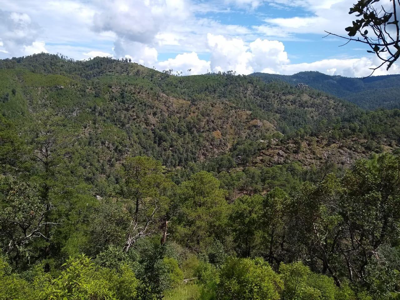 Bosques templados de Durango