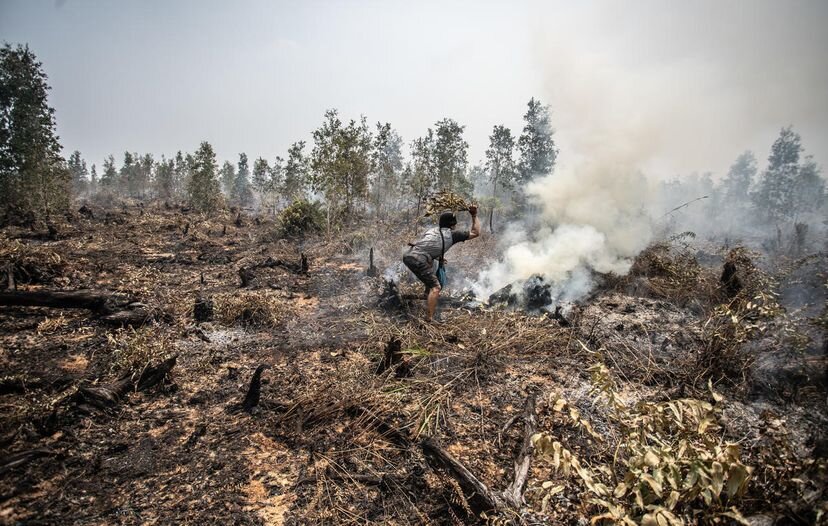 Un hombre de la tribu Dayak Ngaju intenta extinguir un fuego con una rama en un santuario natural situado dentro de la concesión de palma aceitera de PT Globalindo Agung Lestari (GAL) en Mantangai, Distrito de Kapuas, Kalimantan central. PT GAL pertenece al grupo de la empresa malaya Genting Plantations Berhad.URNASYANTO SUKARNO / GREENPEACE