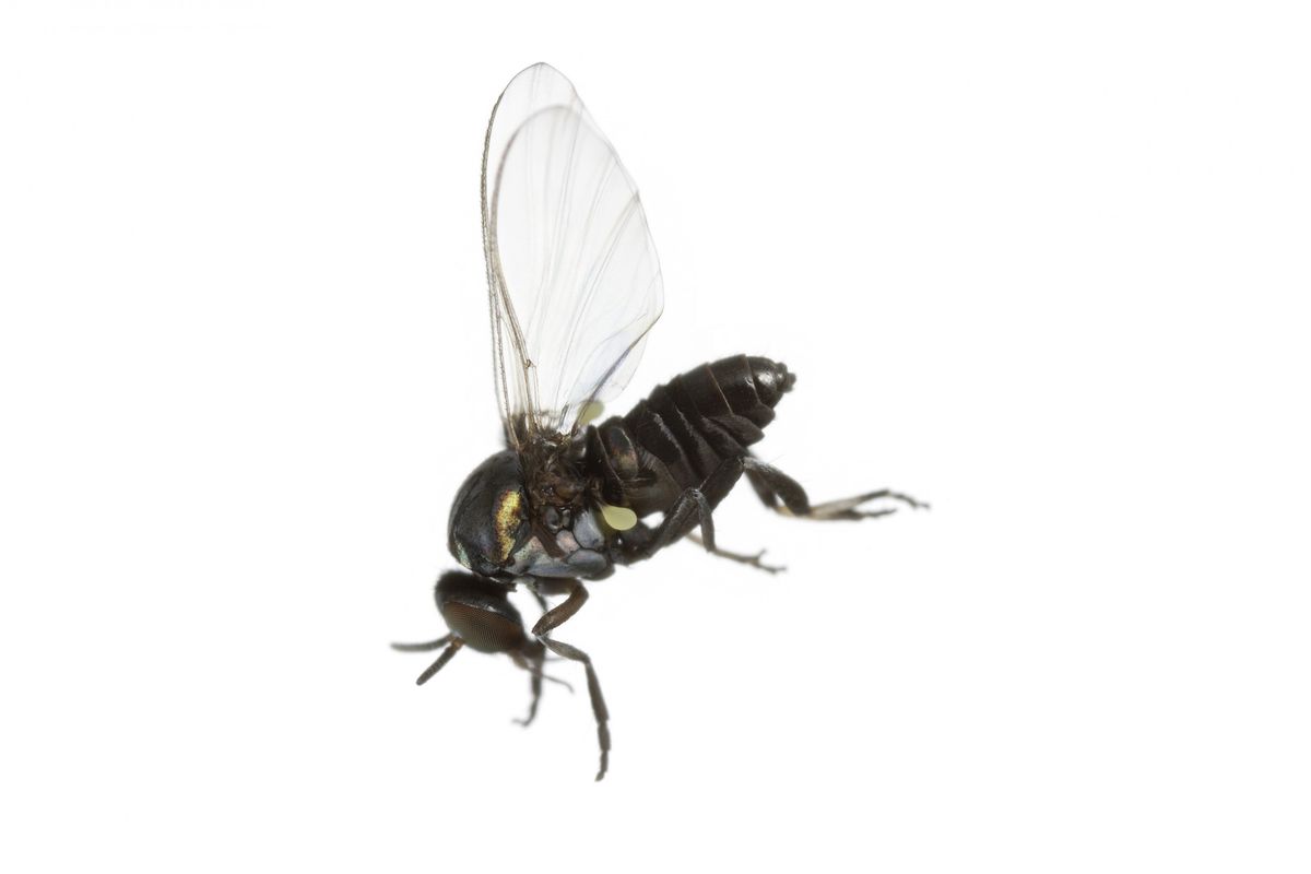 La plaga de la mosca negra invade los ríos españoles | National ...