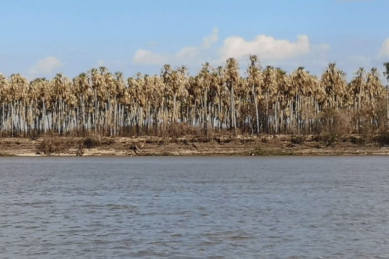 Palmar afectado por los incendios en la ribera del lado brasileño, a orillas del río Paraguay - Foto: Fundación Nativa.