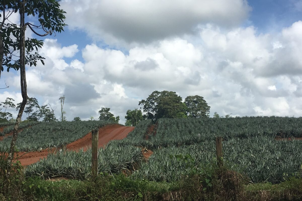 Una plantación de piña cerca del humedal Refugio Nacional de Vida Silvestre Caño Negro en 2017. Fotografía: Lenin Corrales.