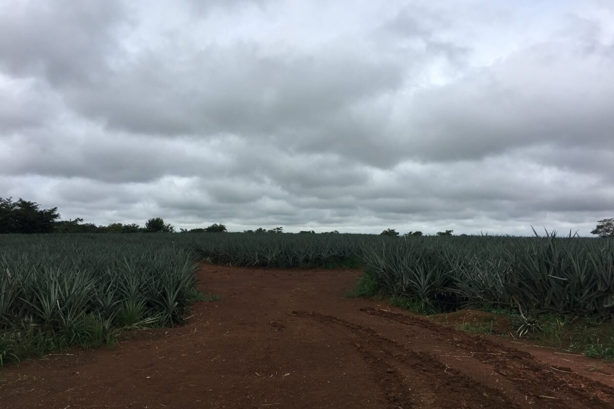 Una plantación de monocultivo de piña cerca del Refugio Caño Negro en 2017, con caminos para el paso de maquinaria. Fotografía: Lenin Corrales.