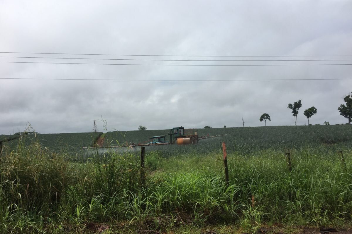 Una plantación de piña cerca del humedal Refugio Nacional de Vida Silvestre Caño Negro en 2017. Fotografía: Lenin Corrales.