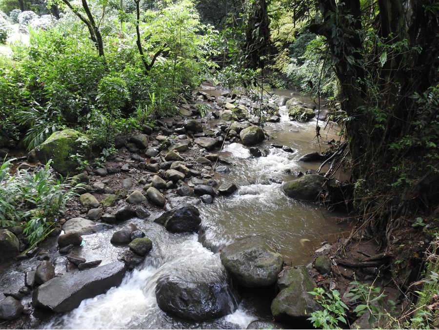 Trayecto del Río Quizarraces, Carrizal de Alajuela.