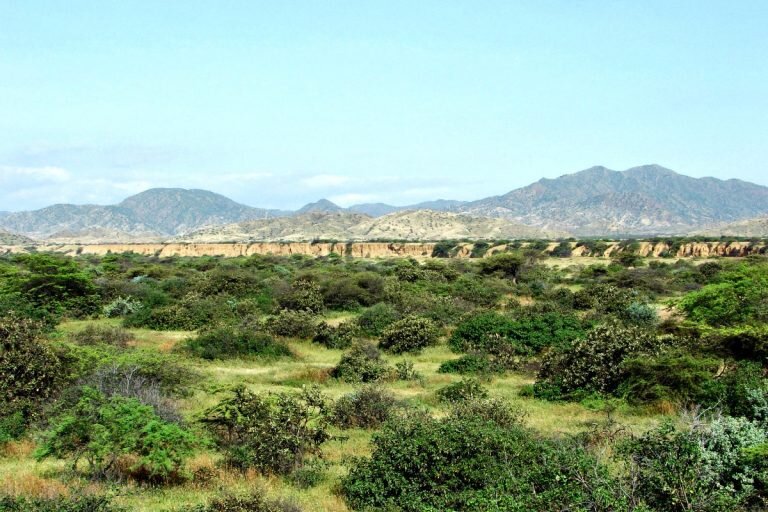 Talara_INC_bosques_mongabay1-768x512.jpg