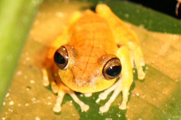 Tambopata_1028_4555a1-768x512.jpg