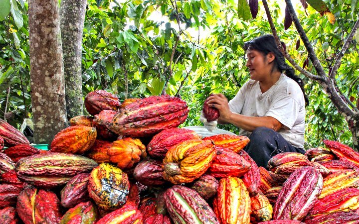 cacao_AMPA.jpg