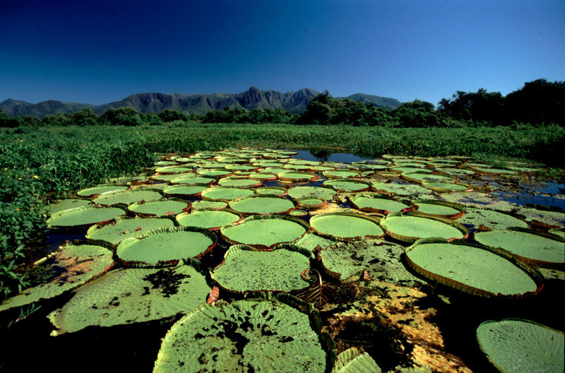 Resultado de imagen de Plan de Recuperación de Emergencia podría detener colapso catastrófico en la biodiversidad de agua dulce del mundo.